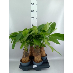 Pachira aquatica