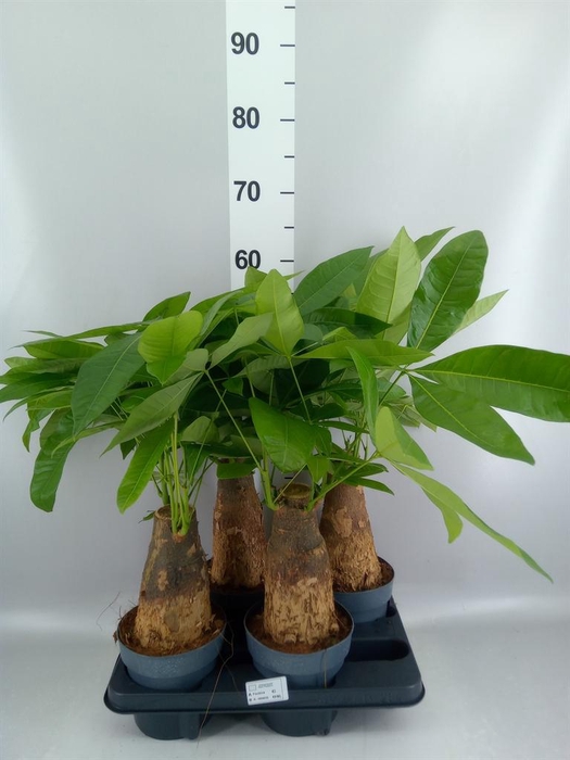 <h4>Pachira aquatica</h4>