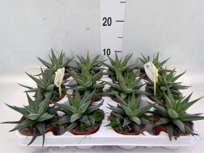 <h4>Haworthia fasciala 'Concolor'</h4>