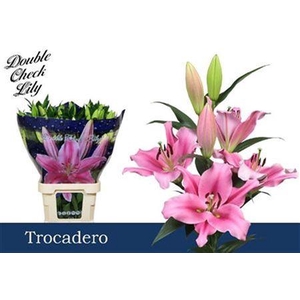 Li Ot Trocadero
