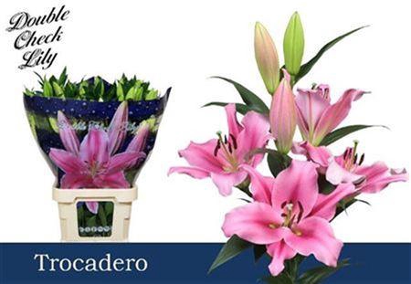 <h4>Li Ot Trocadero</h4>