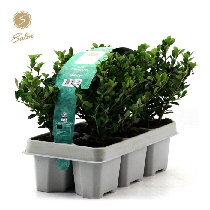 <h4>Ilex crenata 'Jenny'® 6-Pack</h4>