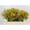 Anigozanthos Bush Down