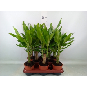 Dracaena frag. 'Steudneri'