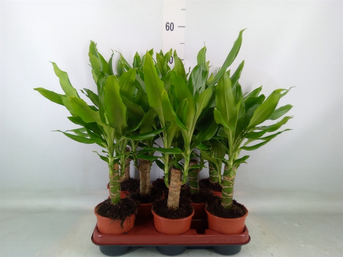 <h4>Dracaena frag. 'Steudneri'</h4>