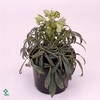 Helleborus foetidus 9 cm