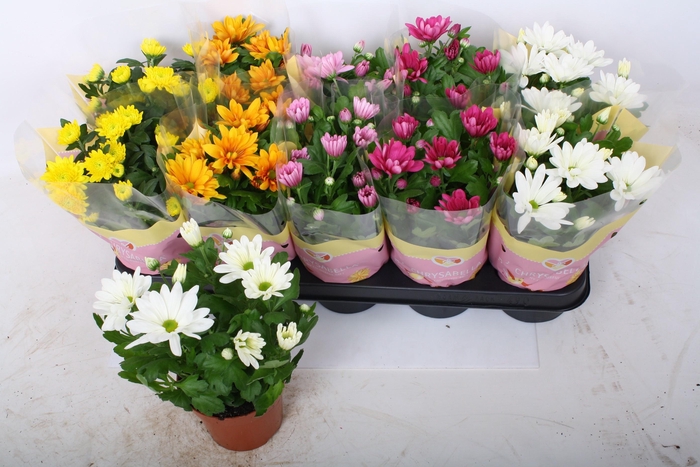 <h4>CHRYS GEM 5 KL</h4>