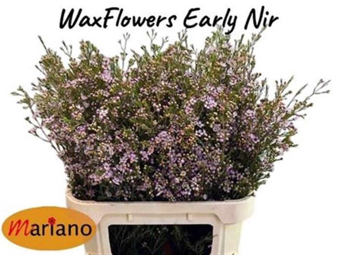 <h4>CHAME UN EARLY NIR</h4>