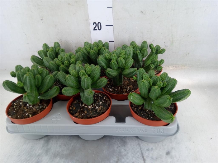 <h4>Euphorbia   ...</h4>