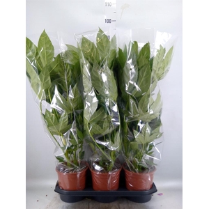 Fatsia japonica   ...