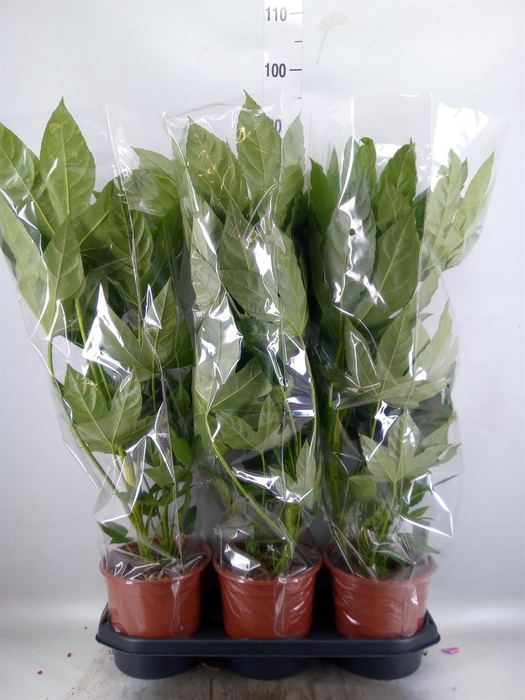 <h4>Fatsia japonica   ...</h4>