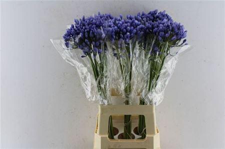 <h4>Agap Buddy Blue</h4>