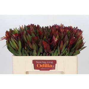 Leucadendron Safari Sunset