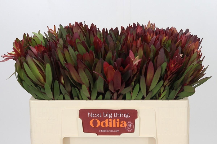 <h4>Leucadendron Safari Sunset</h4>