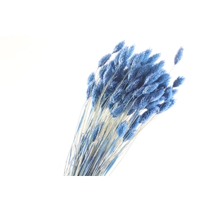Phalaris Blue Dark