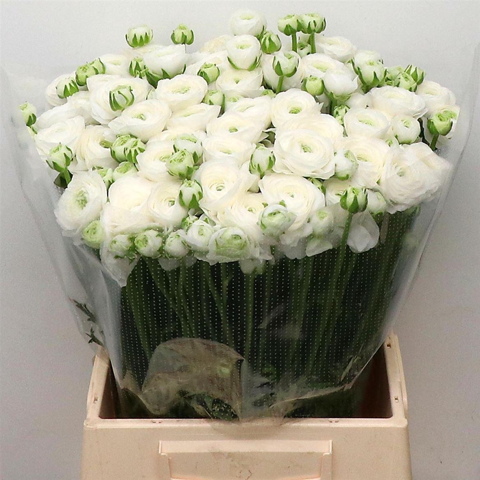 <h4>Ran Su Sr Firenze White Extra</h4>