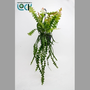 EPIPHYLLUM ANGULIGER