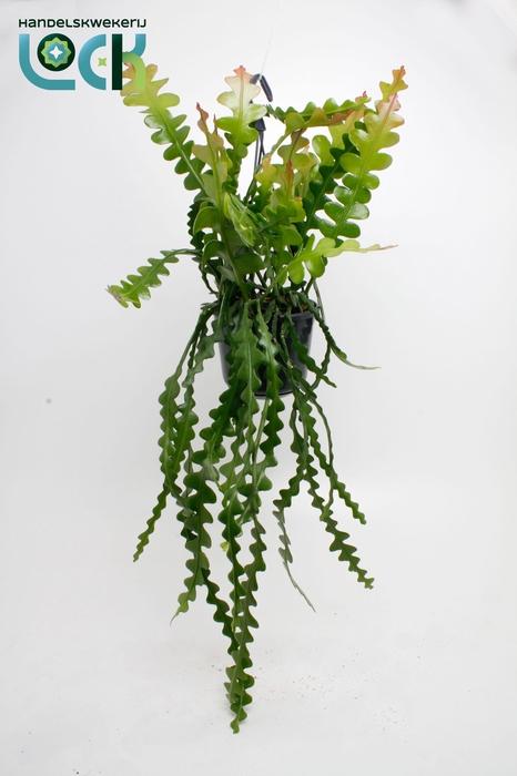 <h4>Epiphyllum Anguliger</h4>