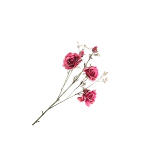 Rosa Spray Beauty FL440211BEA