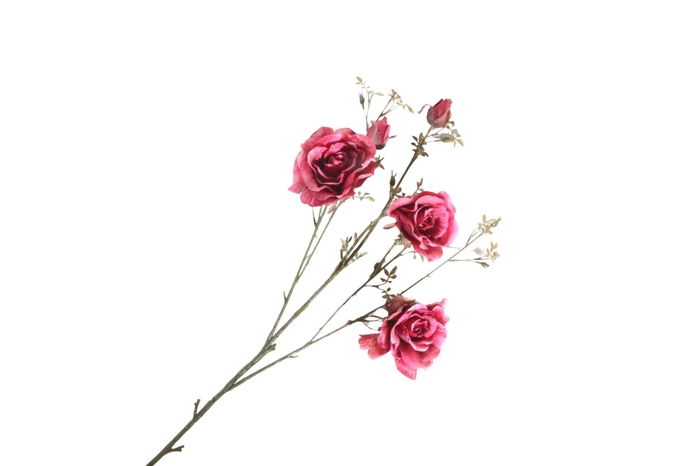 <h4>Rosa Spray Beauty FL440211BEA</h4>
