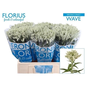 Veronica Smart Wave Spray Florius