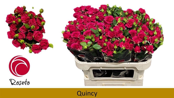 <h4>R Tr Quincy</h4>