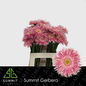 Gerbera Spider Crossette Lang Gelij 56cm Water x40
