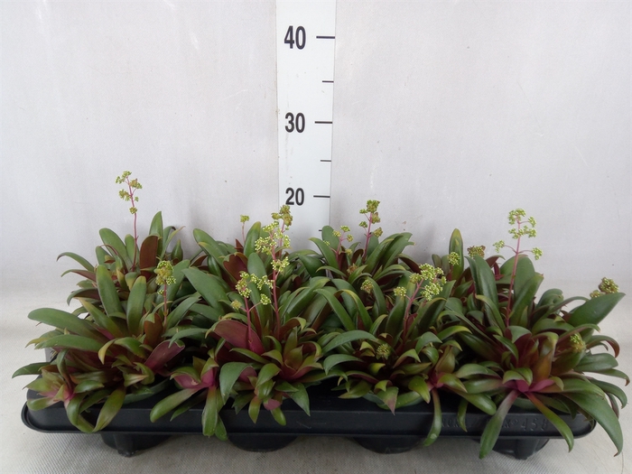 <h4>Crassula rosularis</h4>