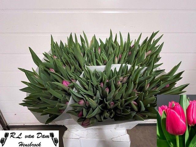 <h4>TU EN PINK ARDOUR</h4>