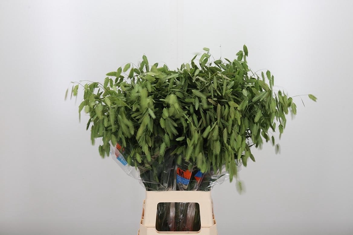 <h4>Chasmanthium Latifol</h4>