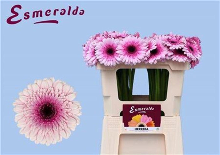 <h4>Ge Mi Herrera Bos + Hoes</h4>