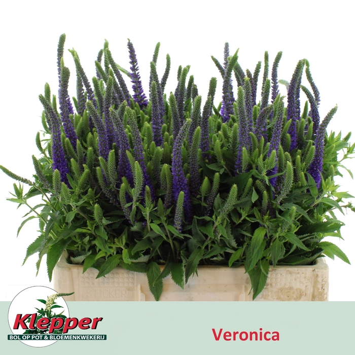 <h4>VERON L PACIF OCEAN</h4>