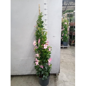 Mandevilla sand. 'SumStar Pink Mag'