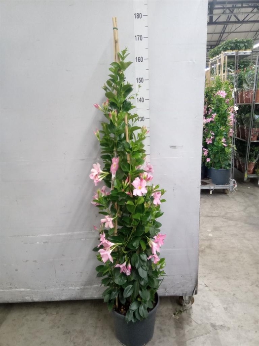 <h4>Mandevilla sand. 'SumStar Pink Mag'</h4>