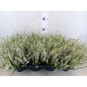 Calluna vulg. 'Garden G Madonna'