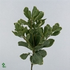 PITTOSPORUM ILAN