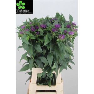 MONARDA PURPLE PRINC