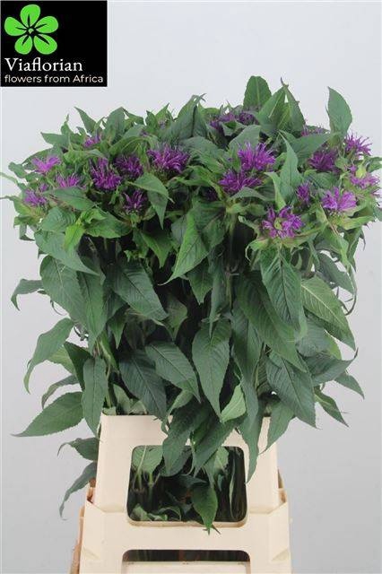 <h4>MONARDA PURPLE PRINC</h4>