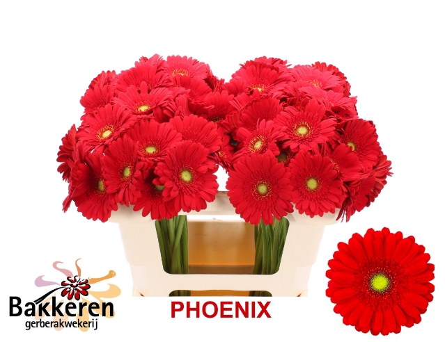 <h4>Ge Mi Phoenix</h4>