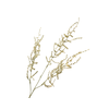 Asparagus Green Gold