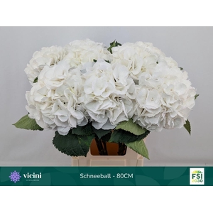 HYDR M SCHNEEBALL