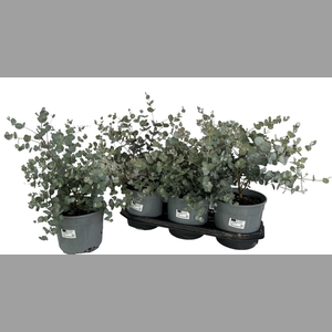 EUCAL GUNNII