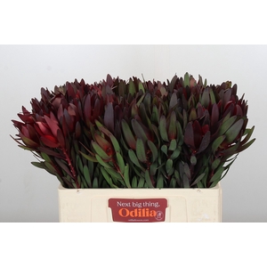 Leucadendron Saf Sunset Dark R.