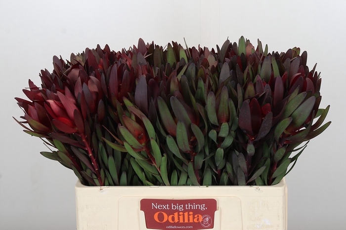 <h4>Leucadendron Saf Sunset Dark R.</h4>