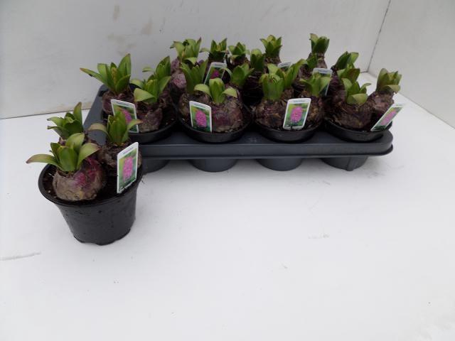 <h4>HYACIN PINK PEARL</h4>