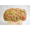 Sedum Spectabile