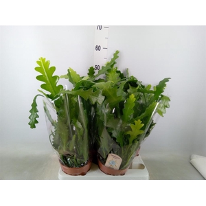 Epiphyllum anguliger