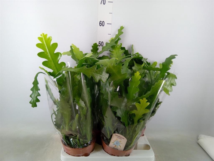 <h4>Epiphyllum anguliger</h4>