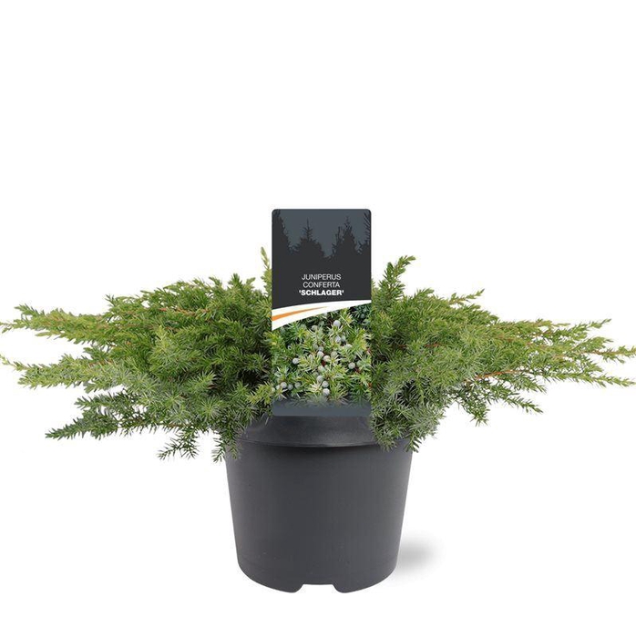 <h4>Juniperus conferta Schlager</h4>