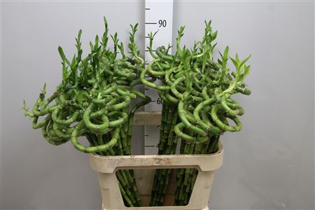 <h4>Drac Lucky Bamboo 80cm</h4>